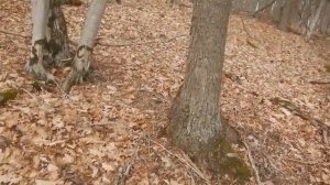 Крымские зарисовки о копе. Сюжет №2. Есть еще небитые места