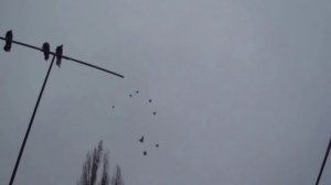 О торцовых голубях