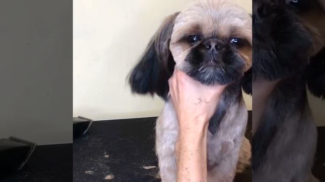 Стрижка головы шанкофиллерами Mushou 7040 смотреть онлайн