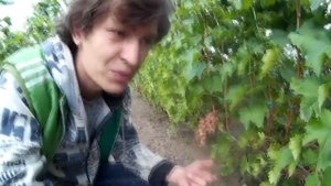 Виноград ГФ Нежность или Гурман Ранний?