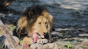 Интересные факты про льва(Interesting facts about the lion).