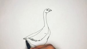 Как нарисовать гуся - How to draw a goose