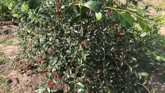 День Рождения/вишня/ежевика/дача смотреть онлайн