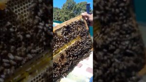 Изоляция маток проверка на свищевые маточники и проверка медовых запасов в зиму...