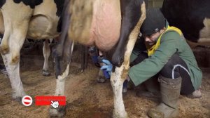 Доение коров в молокопровод | Привязное содержание коров | Молочные коровы