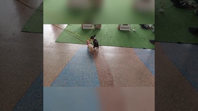 Выставка собак 26.03.2023 мгновения? питомник чихуахуа Кастропуло Крым смотреть онлайн