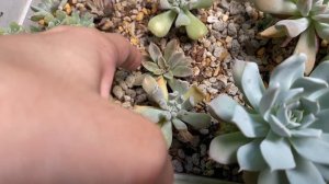 Repotting Echeveria Blue Cloud one of my Favorites