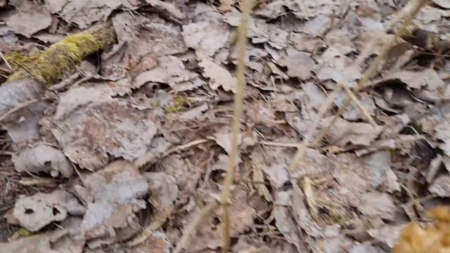 ГРИБЫ СМОРЧКИ. Шапочка со всех сторон, где и как искать. Сбор грибов в лесу