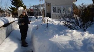 Когда открыть розы и крупнолистную гортензию весной