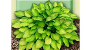 Сорта Хост часть 2 Hosta Varieties