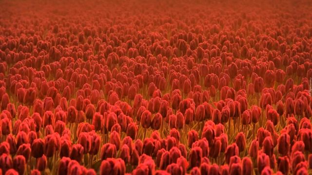 Цветотерапия экспресс-прокачка Муладхара чакры смотреть онлайн