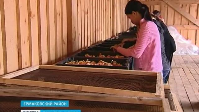 Бизнес на дикоросах смотреть онлайн