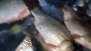 Зимняя рыбалка во Фрунзэ,на Маныче.