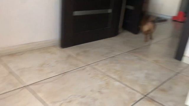 Хвостики отмечают День породы такса - 31 октября смотреть онлайн