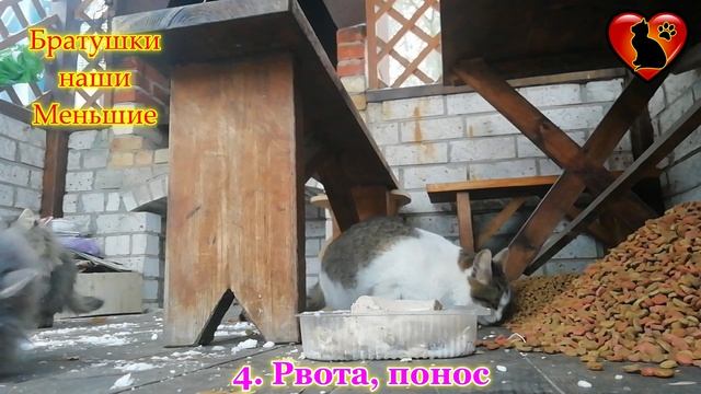 6 Признаков Того, Что Ваша Кошка Заболела!!! смотреть онлайн