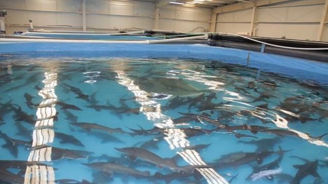 Выращивание осетровых в качестве бизнес идеи | Разведение рыб благородных сортов