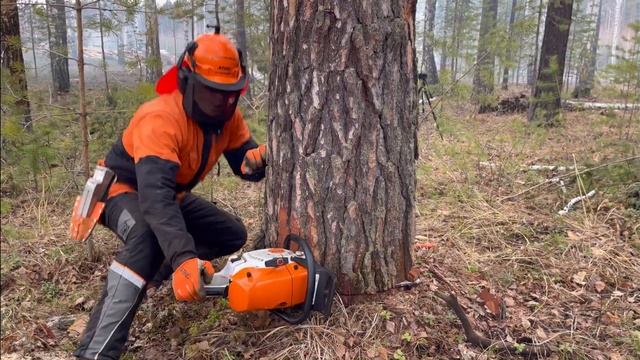 Лучшая пила для леса STIHL MS 462 смотреть онлайн