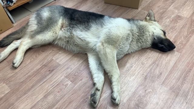 ВЕО Восточноевропейская овчарка Эльза. Снятся ли им сны?!) смотреть онлайн