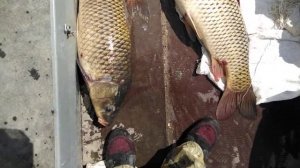 Сазаны Амура... Рыбалка на Амуре.