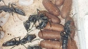 Близкий родственник динозавровуму муравью( Dinoponera gigantea ) Pachycondyla Crassinoda )