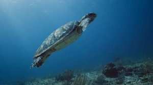 🎧 4K Peaceful Oceans: Serene Underwater Worlds & Harmonious Melodies for Relaxation & Mindfulness