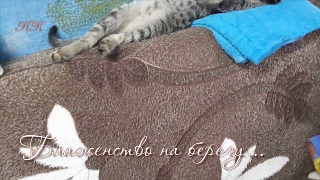 Дача. Дачные истории. Необычные дачники. Матроскин смотреть онлайн