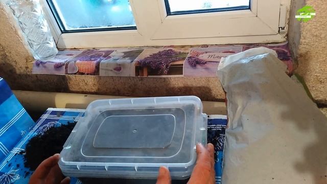 Как вырастить цветок-двулетник за один сезон