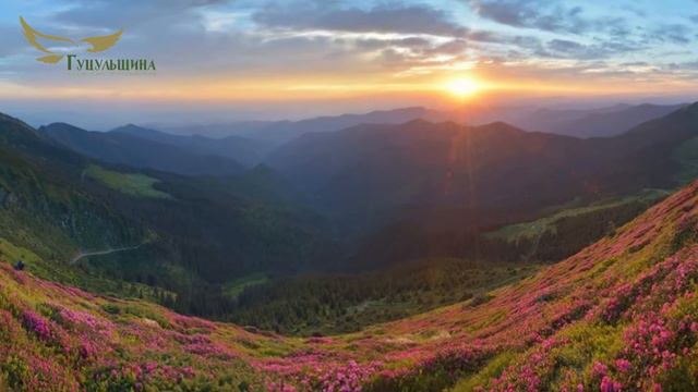 Цвітіння рододендронів. Гірський масив у Східних Карпатах. Світлина: Віталій Мамчук. смотреть онлайн