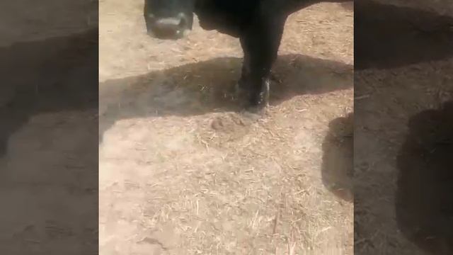 КРС на продажу из России. Чистый экспорт без посредников. смотреть онлайн