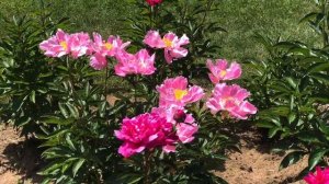 Top most beautiful peonies- 2020