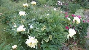 Пионы травянистые и ИТО - гибриды после дождя