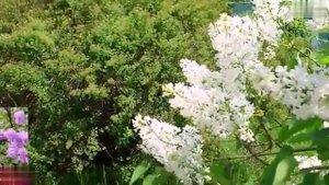 Мамина сирень исп.группа Лукьяновка