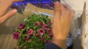 Unboxing petunia