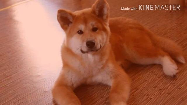 15 САМЫХ КРАСИВЫХ СОБАК В МИРЕ!!!