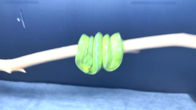 The Chondro Kid's New Snake Room Tour | Green Tree Pythons | Boelens Python | STS-66