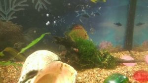 Детский аквариум. Или аквариум 20 литров для ребенка