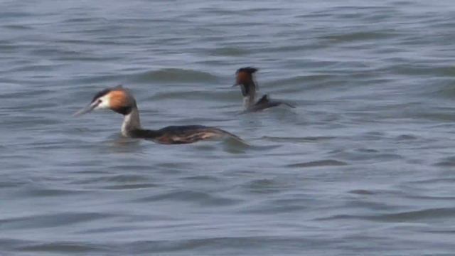 Рыбалка на карася. Пружина и поплавок. My fishing смотреть онлайн