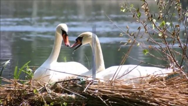А белый лебедь на пруду. смотреть онлайн