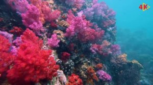 Under Water Life in Ocean 4k UHD Coral Ocean 4K - Nature  - Ocean Meditation Relaxing Music
