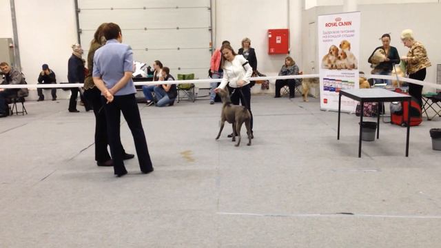 выставка Тайский Риджбек NELLIREL BONNY SONG BOB, CAC эксперт Крюкова Е смотреть онлайн