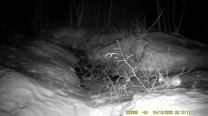 зайцы-беляки. фотоловушка