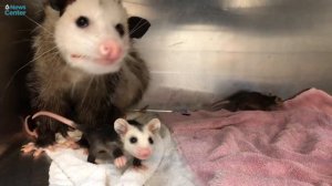 Mama opossum takes care of orphaned joeys