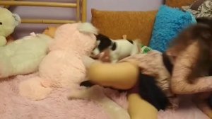 Мне подарили  собаку.