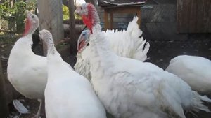 КАК ИНДЮК ТОПЧЕТ...