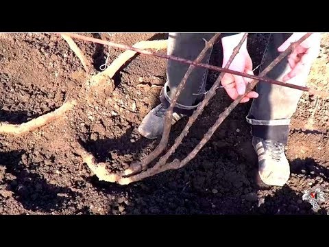 Подвязка винограда. Первая обработка весной