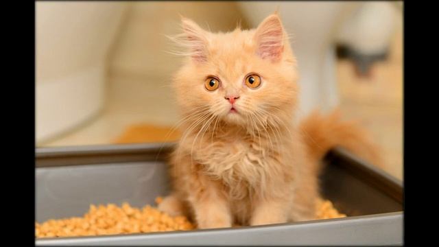 кошка не ходит в лоток что делать смотреть онлайн