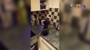 Коты и кошки, прыжки, падения, неудачи. - смешное видео, приколы, смотреть онлайн