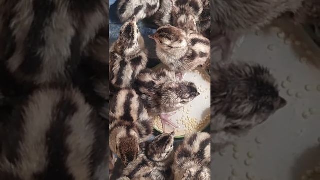 Инкубация яиц фазана. Нам почти сутки. смотреть онлайн