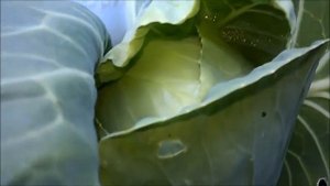 Капуста.Чтобы капуста завязывала кочаны, нужно всегда делать эту подкормку .