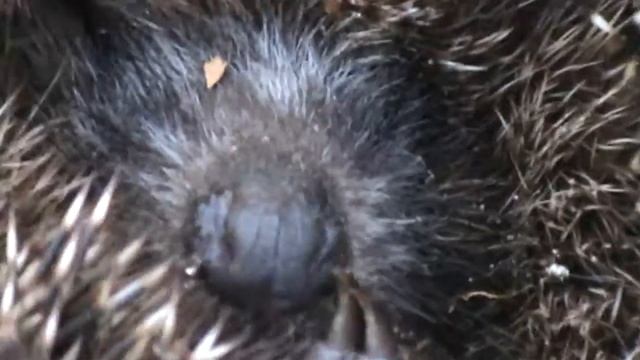 Ежик в лесу. смотреть онлайн